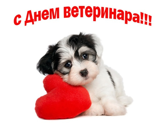 международный день ветеринара открытки международный день ветеринара открытки