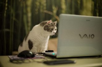компьютер_веб-мастер_интернет_кот_кошка компьютер_веб-мастер_интернет_кот_кошка