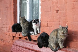 Коты Коты