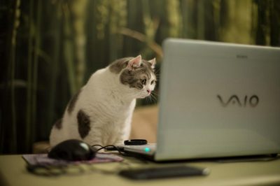компьютер_веб-мастер_интернет_кот_кошка