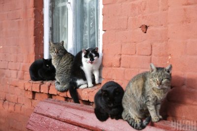 Коти