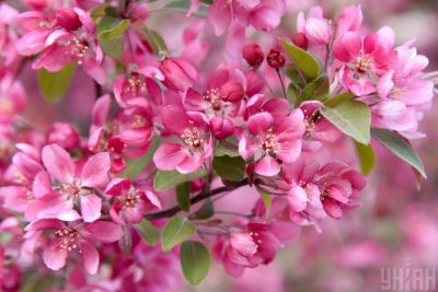 Погода в Киеве на следующей неделе может быть значительно теплее – Прогноз погоды для Киева 