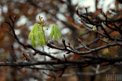 Україні загрожують сильні заморозки – Прогноз погоди 