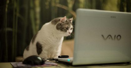 Как отучить кота гадить: простые лайфхаки