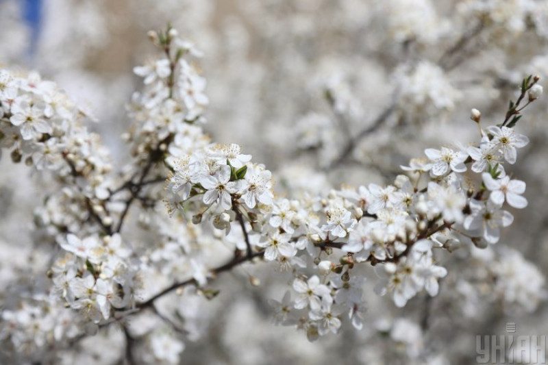 "Задождит, вернутся заморозки": Киев предупредили об ухудшении погоды