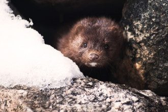норка норка