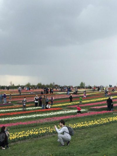 Кияни забили на карантин та помчали милуватися тюльпанами