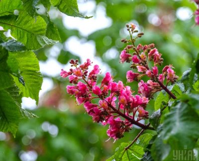 Синоптики спрогнозировали, что скоро в Киеве изменится погода – Погода в Киеве Синоптики спрогнозировали, что скоро в Киеве изменится погода – Погода в Киеве