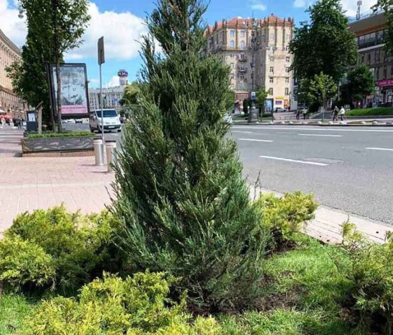 "Крещатик – как кладбище": в Сети возмущены новым озеленением Киева