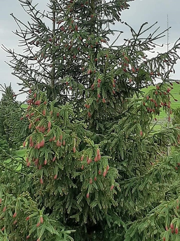 Зацвела смерека