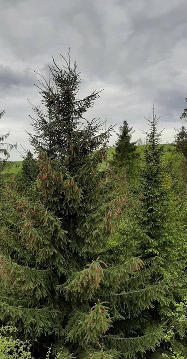 Зацвела смерека