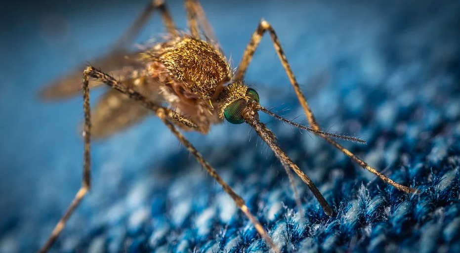 Как убрать зуд после укуса комаров: нестандартный способ