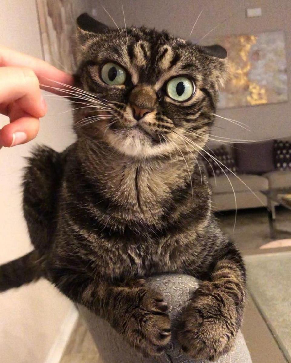 Сердита кішка Angry Kitzia