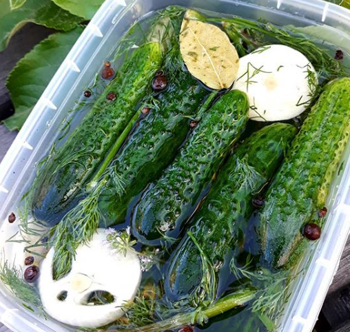 В контейнере огурчики могут стать малосольными через 12 часов – Малосольные огурцы рецепт хрустящие 