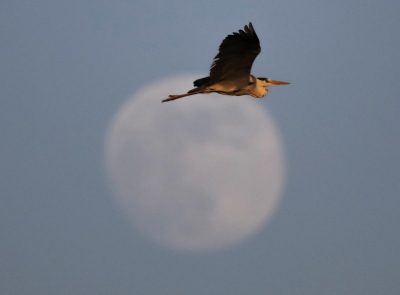 Может осуществиться заветная мечта Скорпионов – Гороскоп на сегодня 6 июня 2020 года