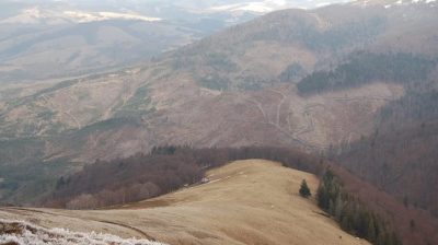 лисі Карпати вирубка лісу лисі Карпати вирубка лісу