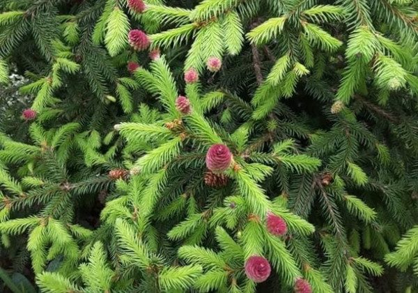 На Прикарпатті вперше за десятиліття зацвіла смерека: вражаючі фото