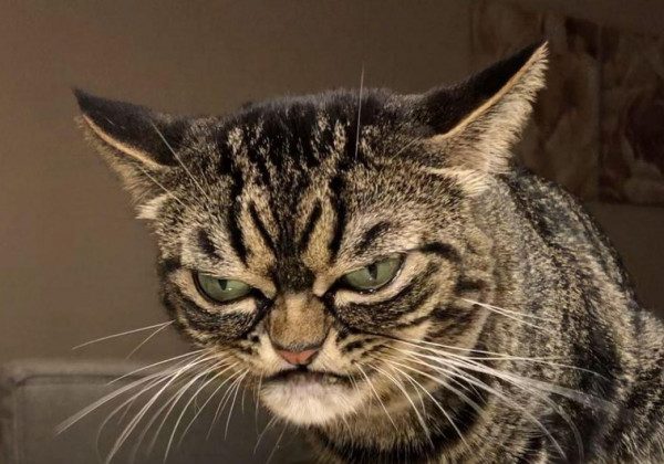 У США знайшли найпохмурішу кішку в світі