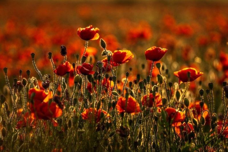 День Конституции и День молодежи 2020: какой сегодня праздник 28 июня