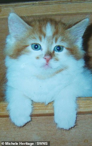 Найстаріший кіт у світі