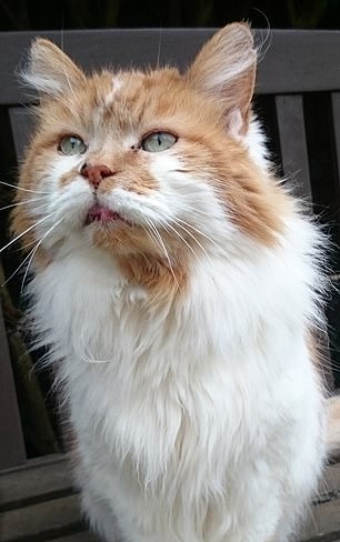 Найстаріший кіт у світі