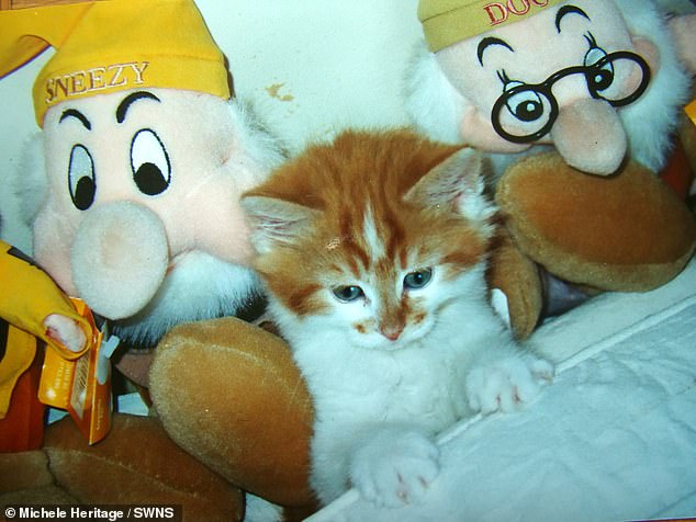 Найстаріший кіт у світі