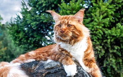 Найстаріший кіт у світі