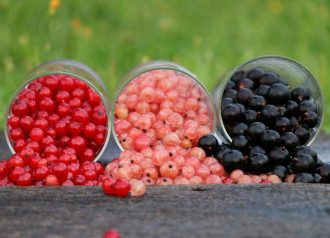 Додавання чорної смородини підсилюють імунну відповідь/Pixabay Додавання чорної смородини підсилюють імунну відповідь/Pixabay