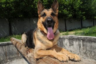 Овчарка Овчарка