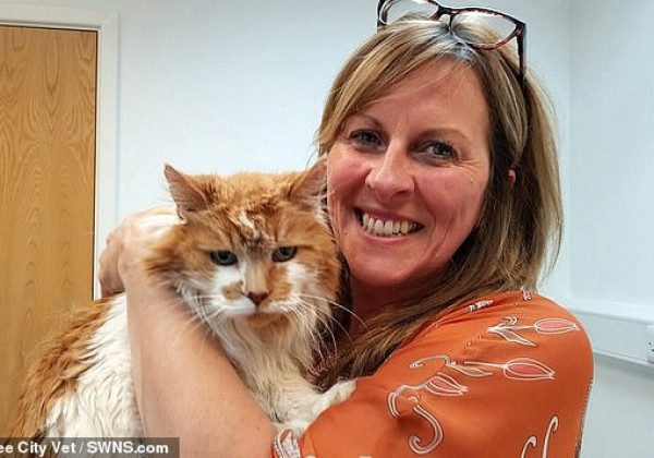 У Британії помер найстаріший кіт у світі