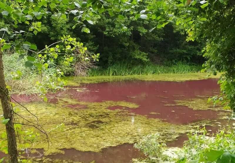 Під Черніговом водойма раптово стала рожевою: опубліковані фото