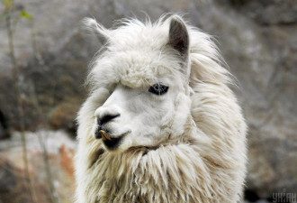 Лама Лама