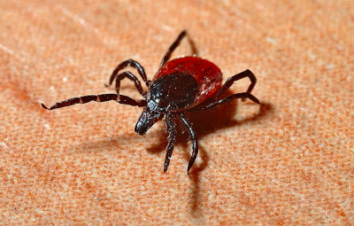 кліщі кліщі