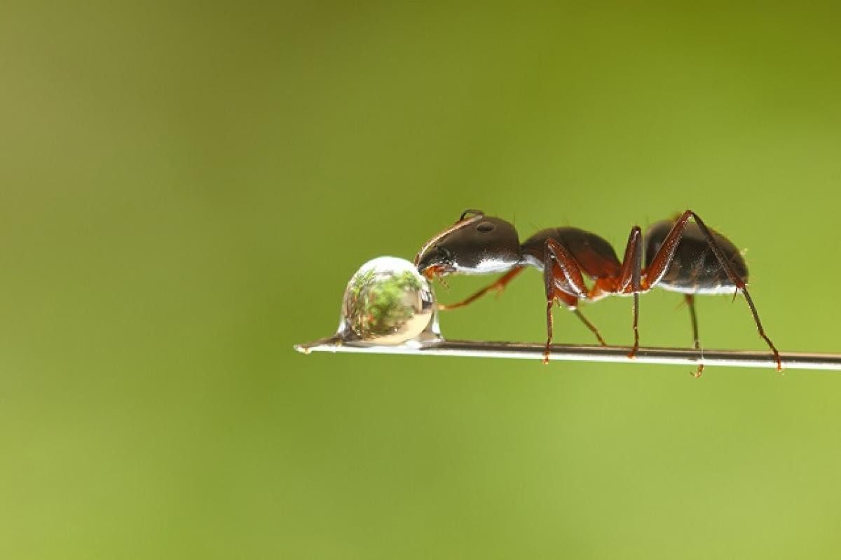 Чим корисні мурахи в будинку?