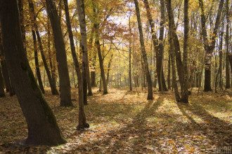 Метеоролог повідомила, що в Україні восени посилюватиметься пожежна небезпека – Погода осінь 2020 Україна Метеоролог повідомила, що в Україні восени посилюватиметься пожежна небезпека – Погода осінь 2020 Україна