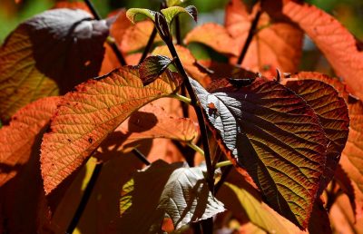 Синоптики спрогнозували, що у Києві 3 жовтня підскочить температура – Погода Київ на три дні 