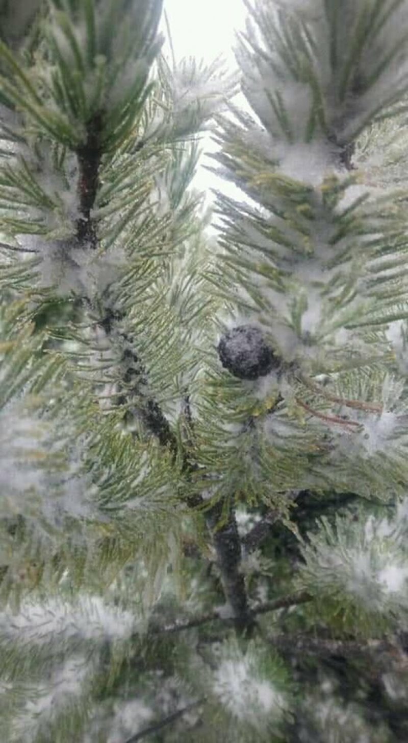 Зима вже близько: у Карпатах випав перший сніг