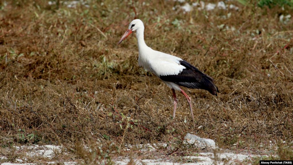 Засуха в Криму Засуха в Криму