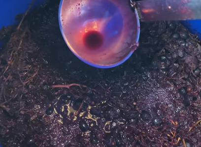 Дома вкусное вино можно сделать за считанные дни