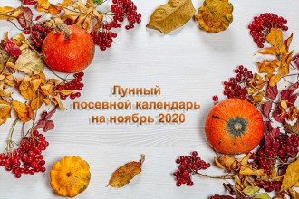 Лунный посевной календарь на ноябрь 2020 - когда и что успеть Лунный посевной календарь на ноябрь 2020 - когда и что успеть