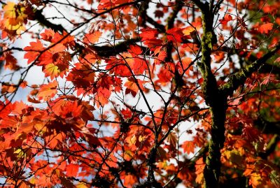 Синоптики спрогнозували, що у Києві потеплішає, і підуть дощі – Погода Київ 