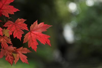 Диденко спрогнозировала, что часть Украины в субботу накроет непогода – Погода завтра 