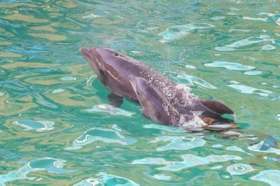 Рекордный беби-бум: в Одесском дельфинарии родился второй дельфиненок