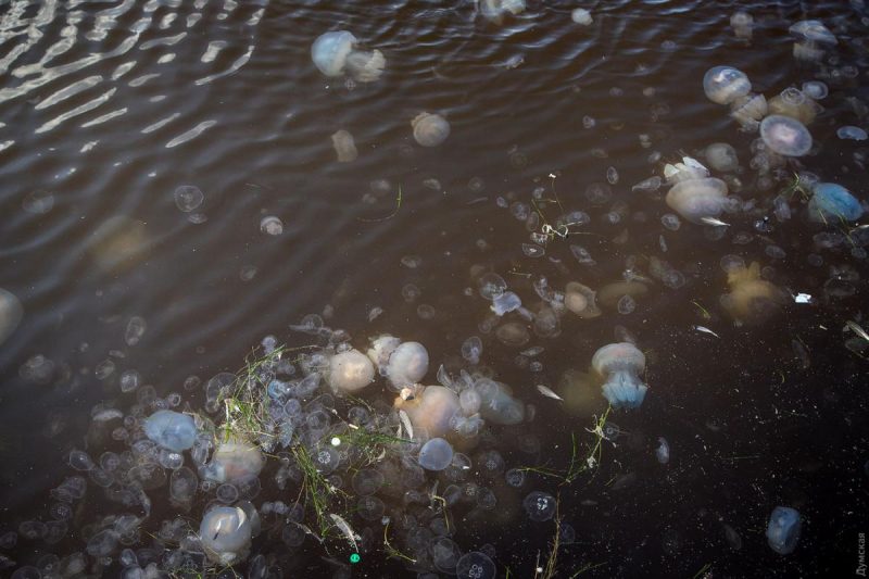 В Одессе массовое нашествие медуз: жуткие фото