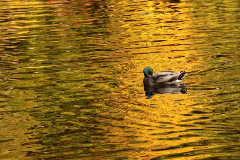 Києву спрогнозували майже +20: названо дату