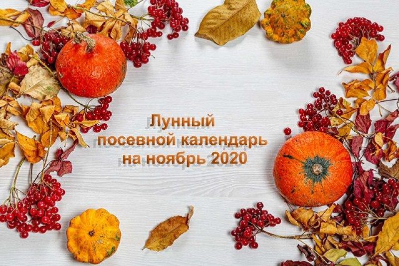 Лунный календарь садовода-огородника на ноябрь: что нужно успеть