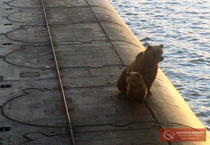 Медведицу и медвежонка на русской подлодке убили