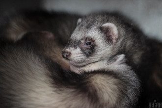 Норка Норка
