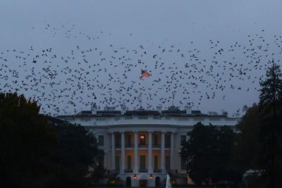 Политолог объяснил, почему результаты выборов президента США непредсказуемы