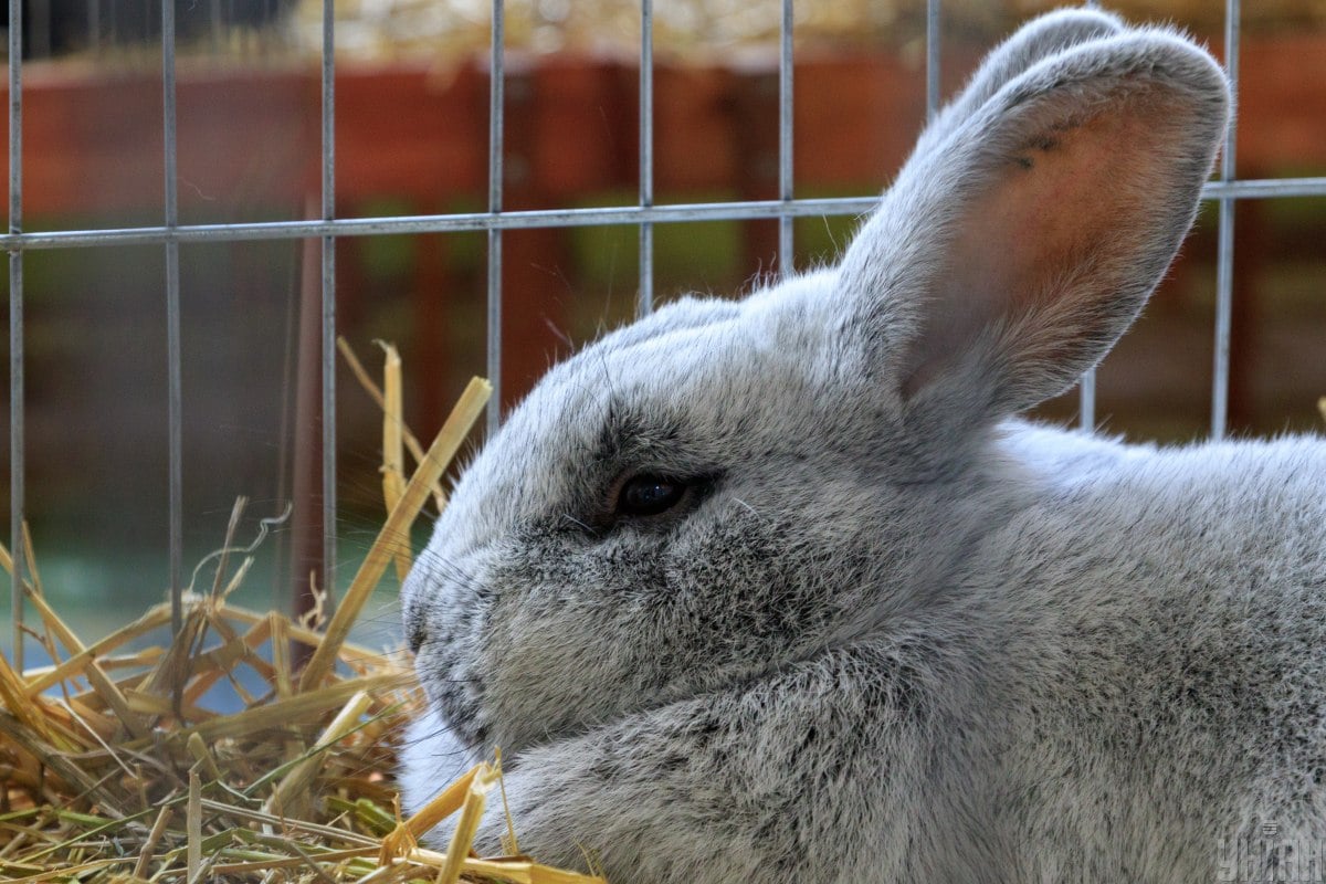 В 2021-м Кролику светят взлеты и падения